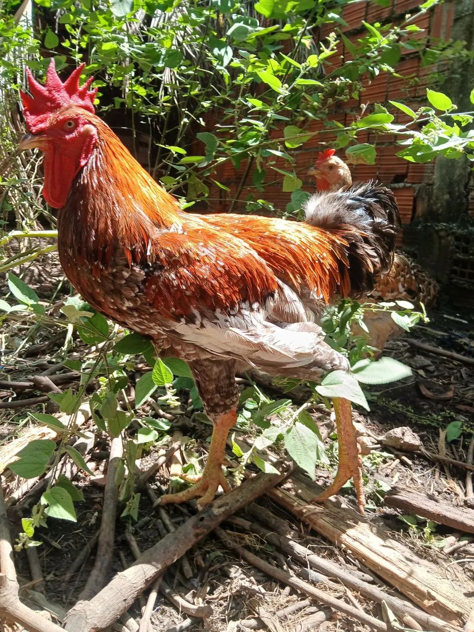 Galinha gsb