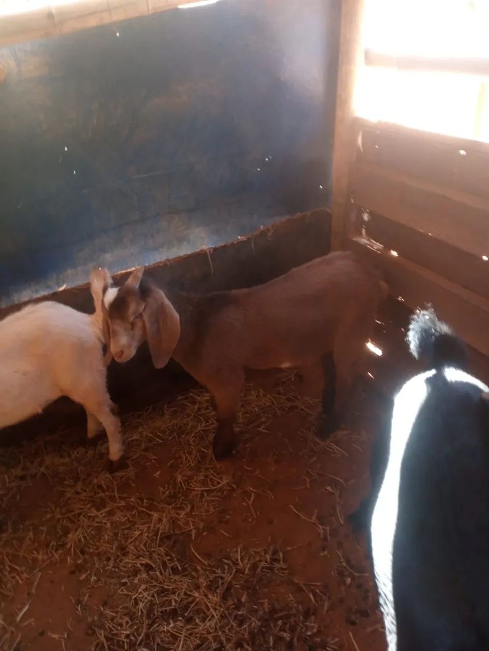 Cabras  - Foto 3