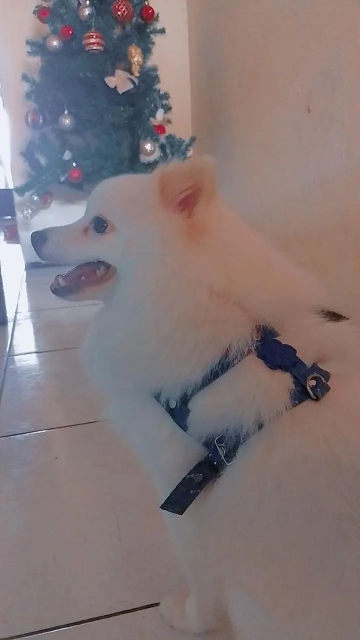Spitz alemão branco 