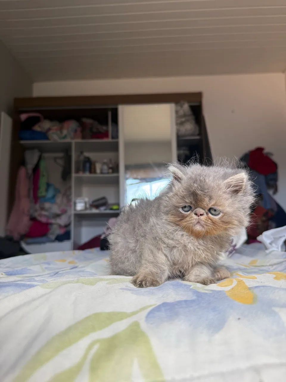 Filhote de gato persa  - Foto 5