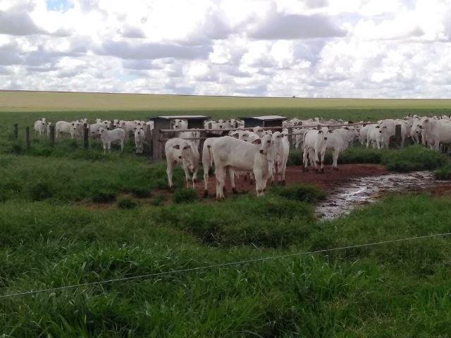 Fazenda 7900 ha Alta Floresta MT - Foto 14