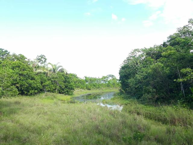 Fazenda em jangada 189 hectares - Foto 3