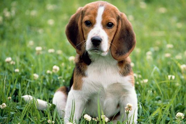 Beagle chamar no what's para informações * - Foto 4