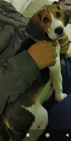 Filhote de Beagle "Fêmea" 13 polegadas - Foto 3