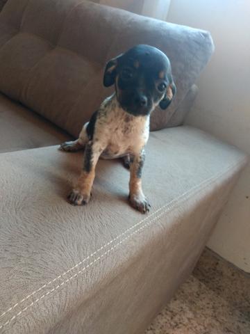 Pinscher