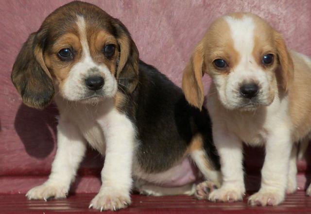 Beagle Mini