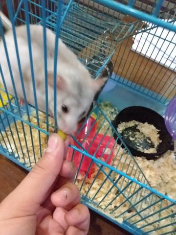 Vendo hamster com gaiola e tudo 120 R$ entrego - Foto 2