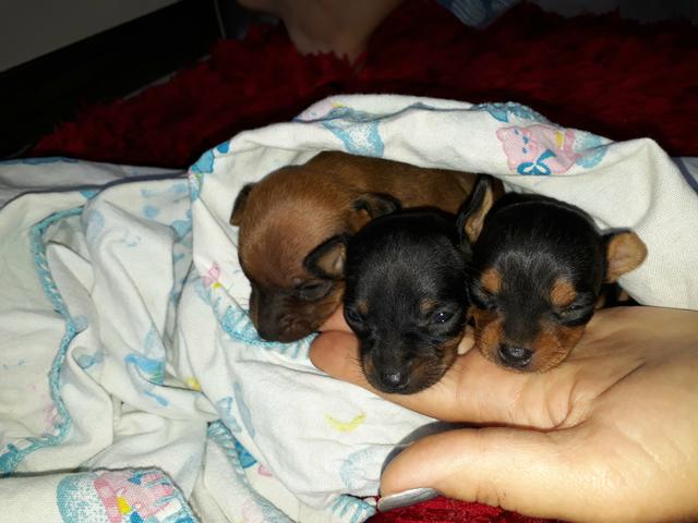 Pinscher N°1 - Foto 4