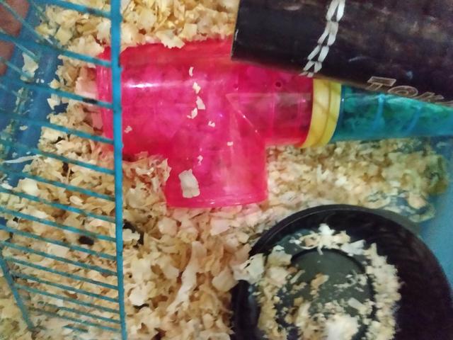 Vendo hamster com gaiola e tudo 120 R$ entrego - Foto 6
