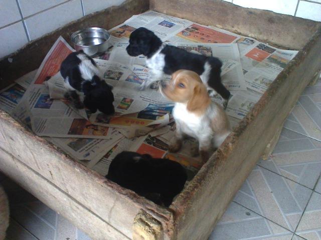 Cocker Ingles,machos e femeas,pretos ruanos,vacinado,desverminados,parcelo até 12 x - Foto 2