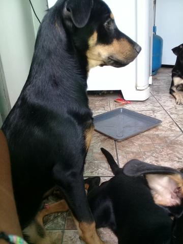 Estou doando - Foto 4