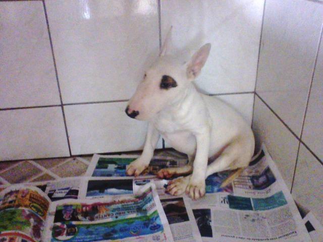 Bull Terrier femea,4 meses,3 vacinas,desverminadas,parcelo até 12 x - Foto 2