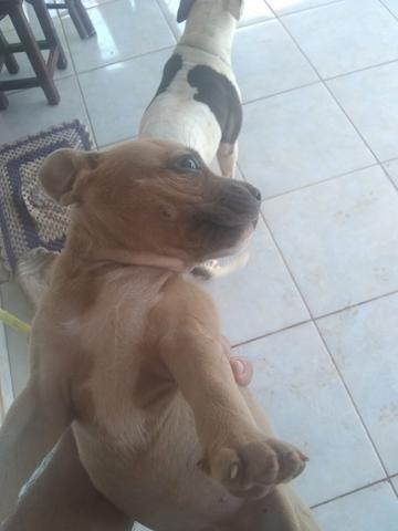 PitBull Marrom