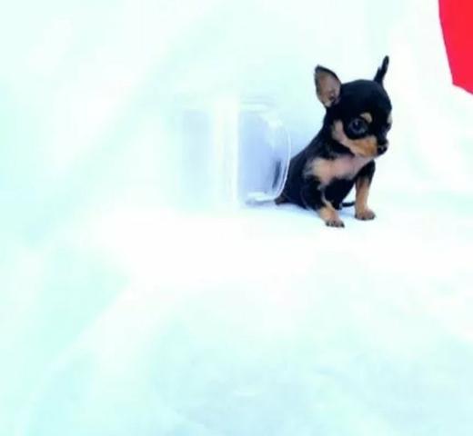 Pinscher