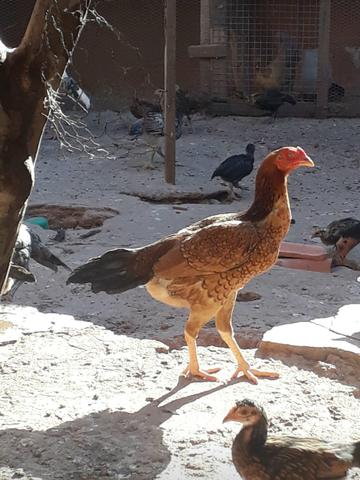 Ovos galados de indio chu_shamo *) - Foto 4