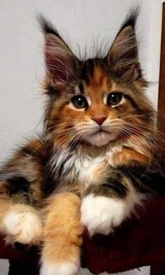 Maine Coon 