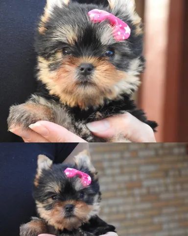Filhotes de Yorkshire Micro - Filhotes com Pedigree e vacinas incluso! - Foto 2