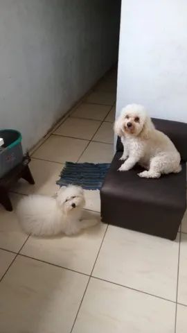 filhote poodles  - Foto 4