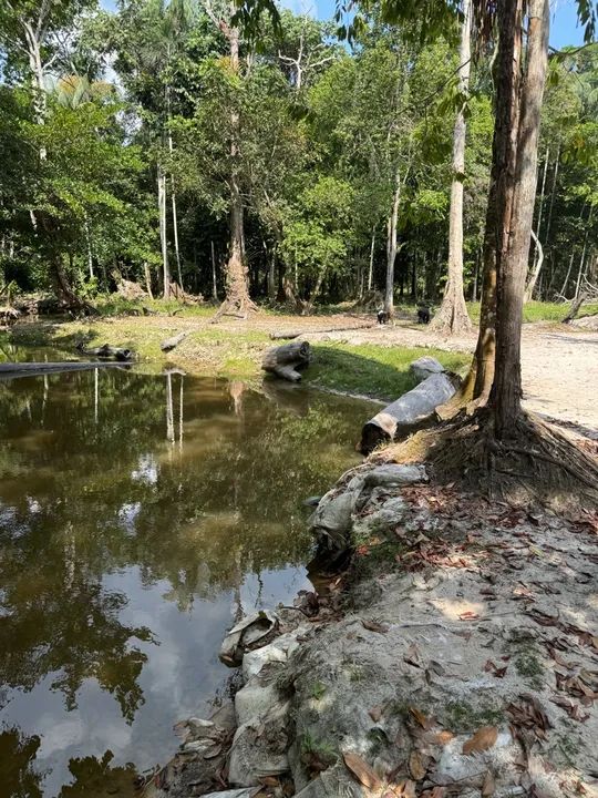 Sítio no ramal do brasileirinho  - Foto 3