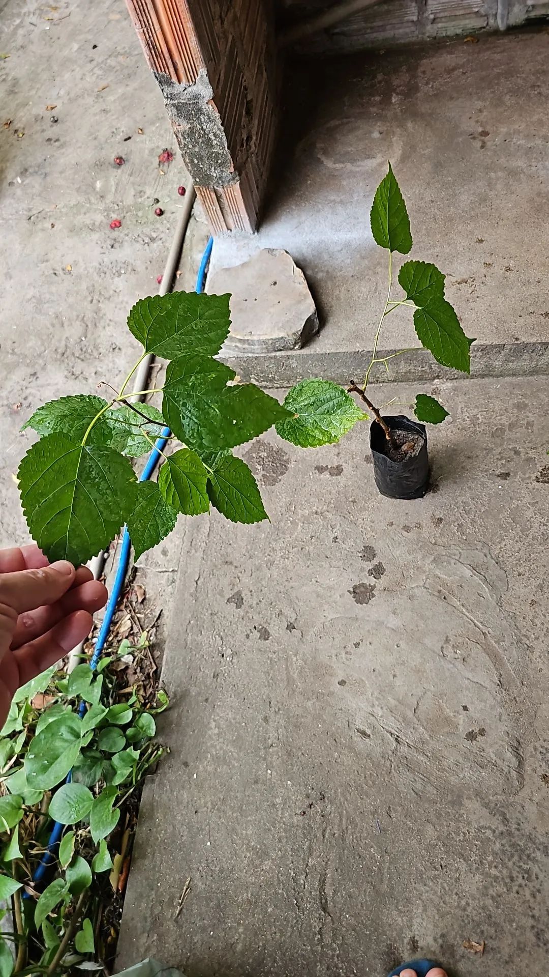 Muda de Amora  - Foto 3