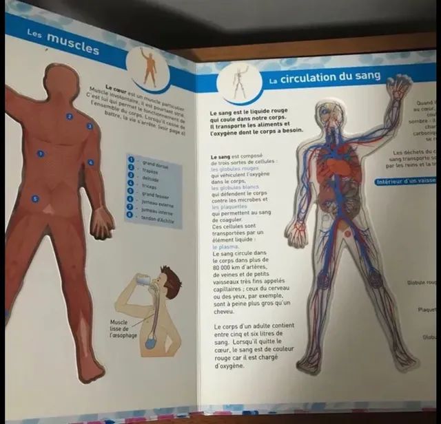 Livro Corpo Humano - Foto 3