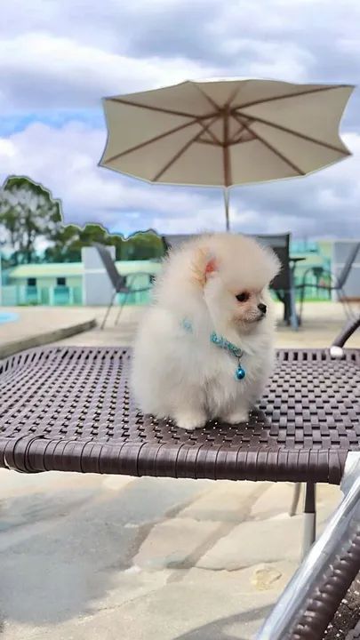 Ursinho anão  - Foto 2