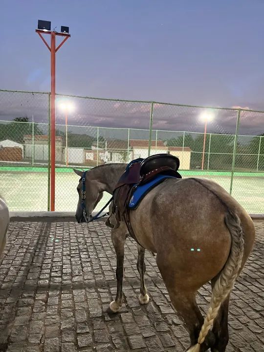 Potra Mangalarga para venda *34 - Foto 3