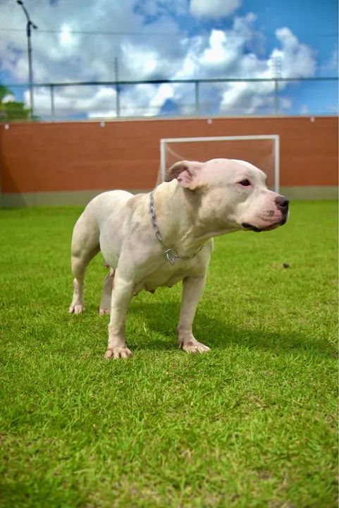 AMERICAN BULLY Filhotes com PEDIGREE CBKC ou ABBR, MICROCHIP, VACINADOS E VERMIFUGADOS  - Foto 6