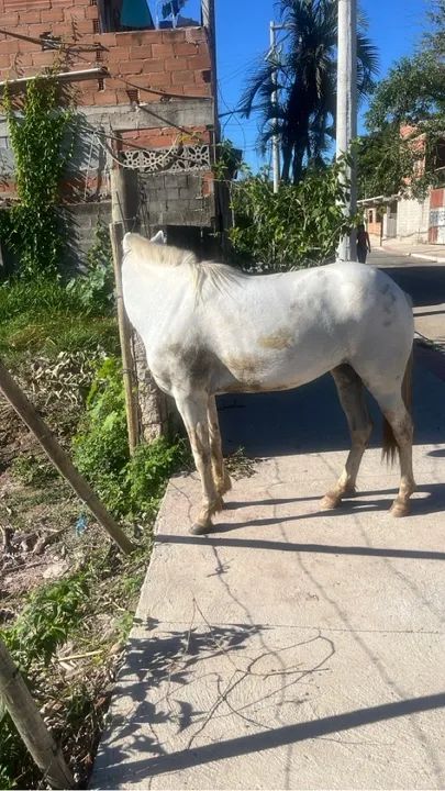 Égua  branca para venda ou troca  - Foto 3