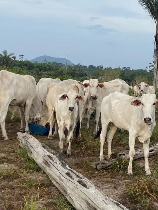 Gado - Foto 3