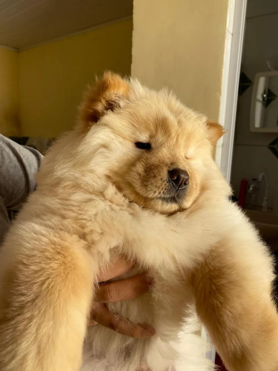 Filhote Chow Chow 
