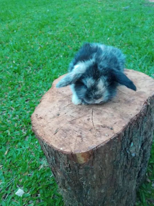 Filhotes de mini-coelhos da raça Lop - Foto 4