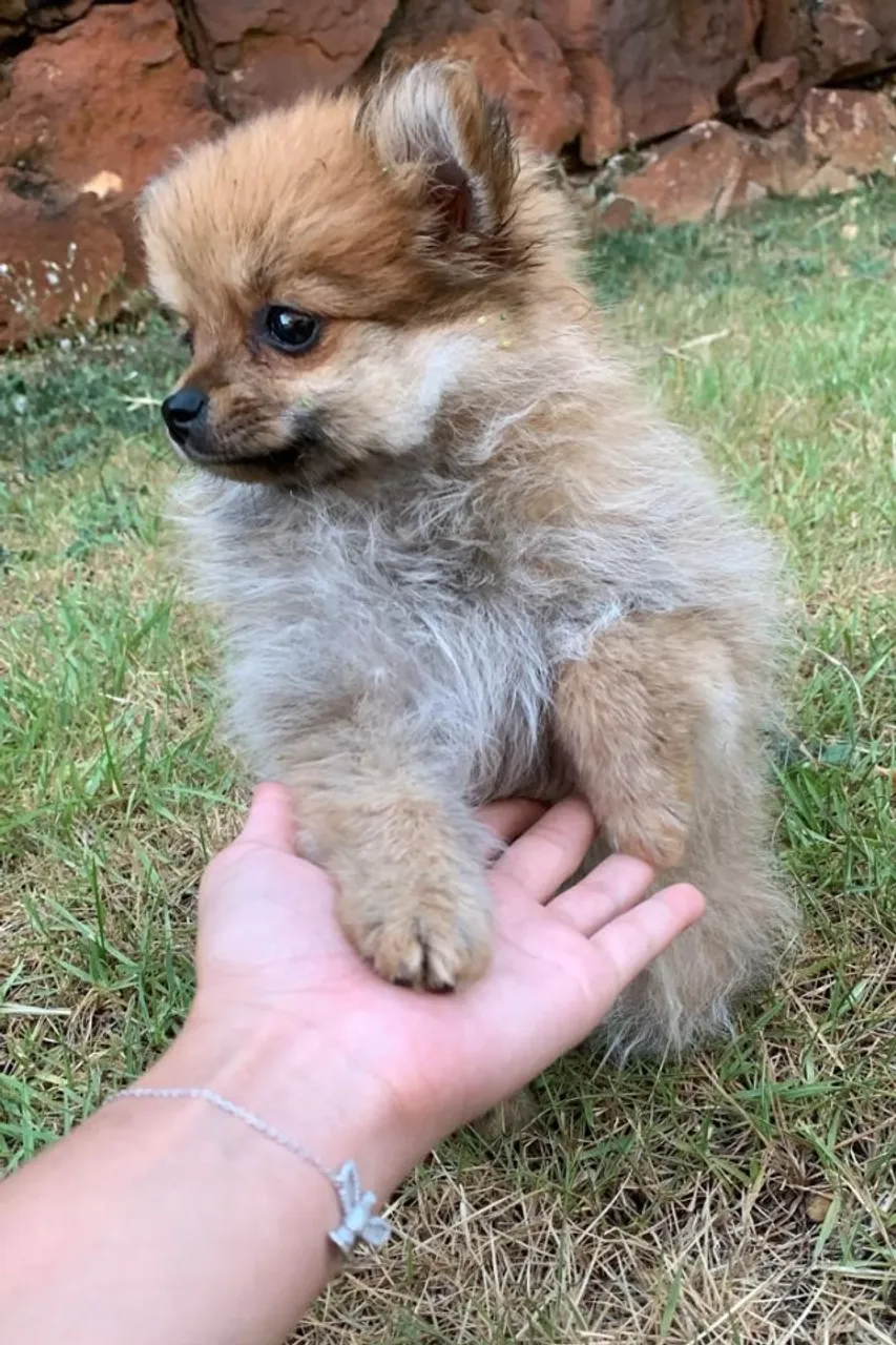 Lindo Filhotes de Lulu da Pomerânia - Pequeno, Peluds e Cheio de Amor