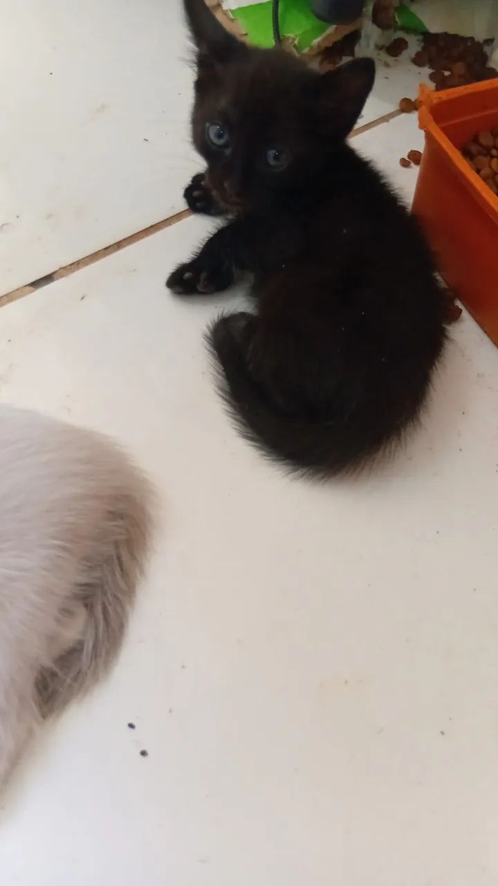 ADOÇÃO / DOAÇÃO  GATINHOS  - Foto 5