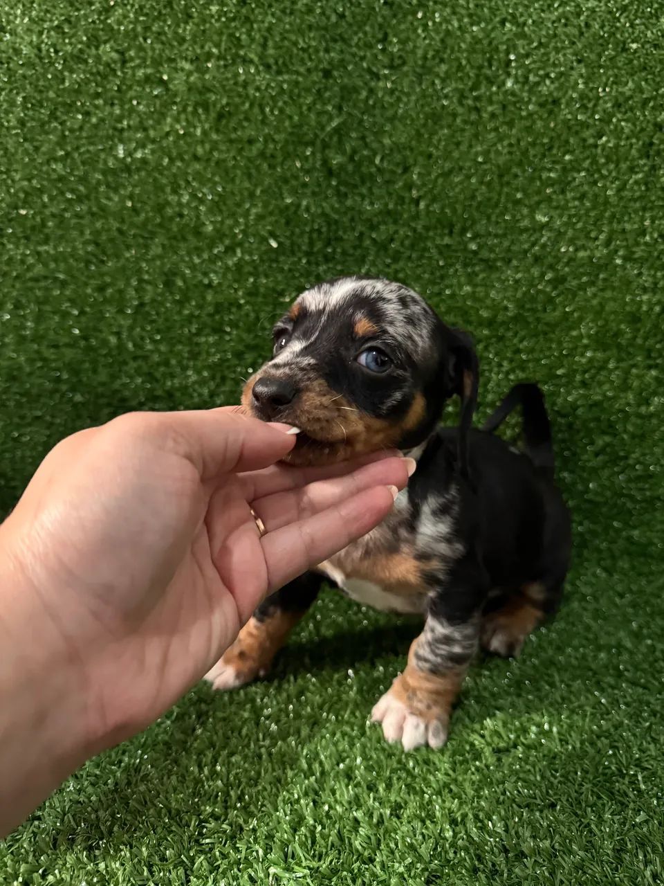 Dachshund Inteligente, amoroso e protetor