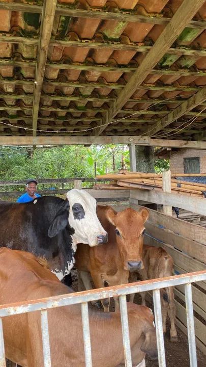 Duas vacas, uma vaca leitera e um monjada  - Foto 2
