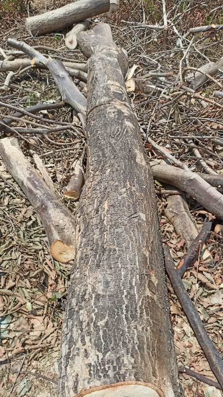 Corte e poda em árvore  - Foto 5