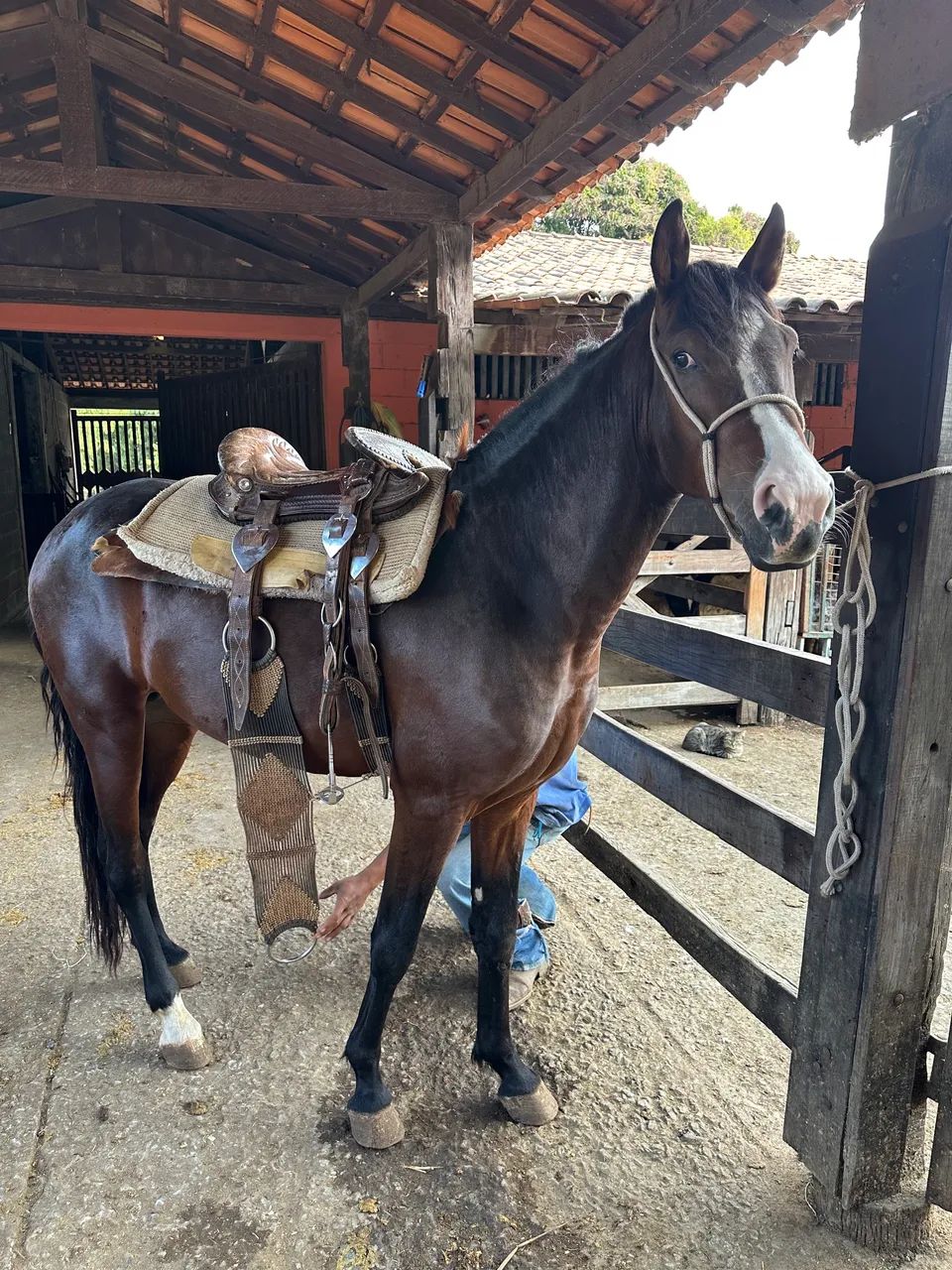 MANGALARGA REGISTRADO - Foto 3