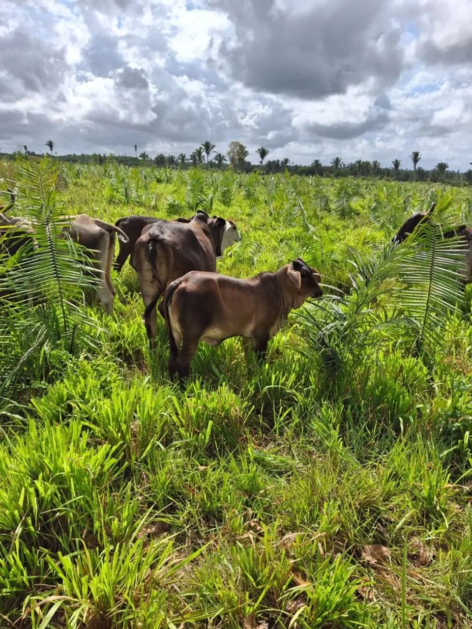 Fazenda Santa Rita MA  - Foto 2