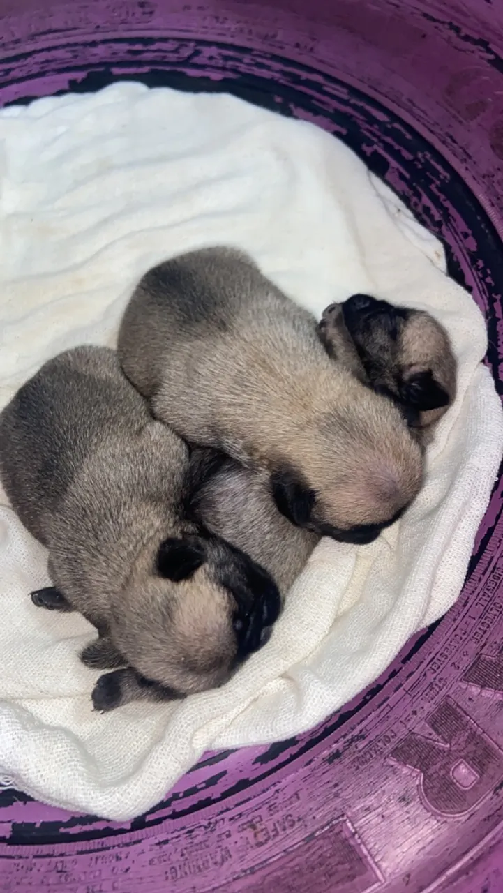 Filhotes de Pug Disponíveis