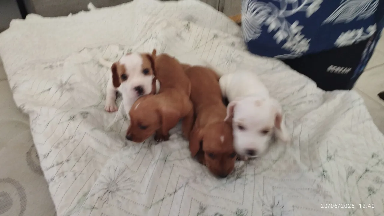 Filhotes de salsicha, Basset, Cofap
