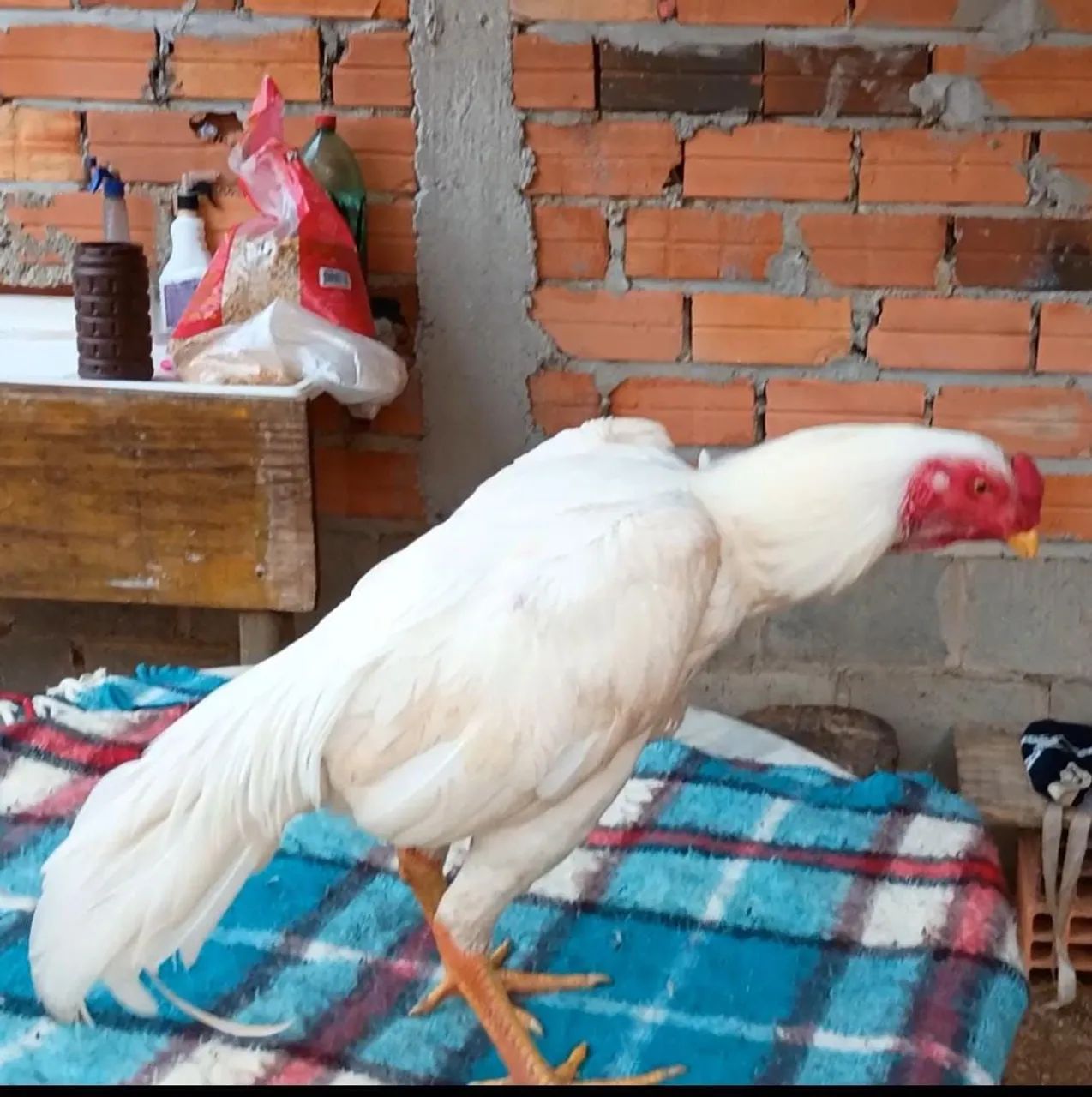 Galo e galinha Índio branco  - Foto 4