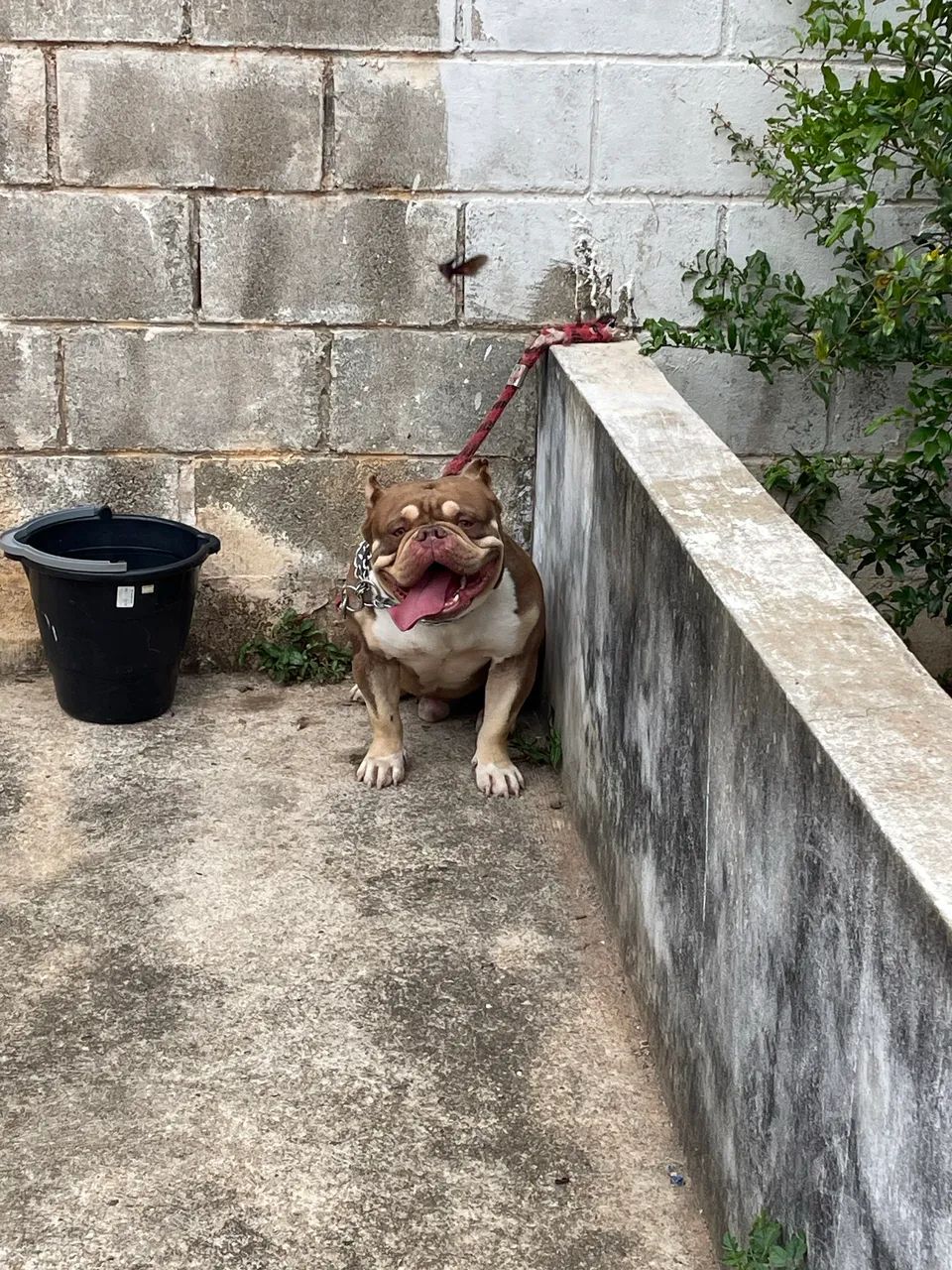 Disponível para Cobertura 