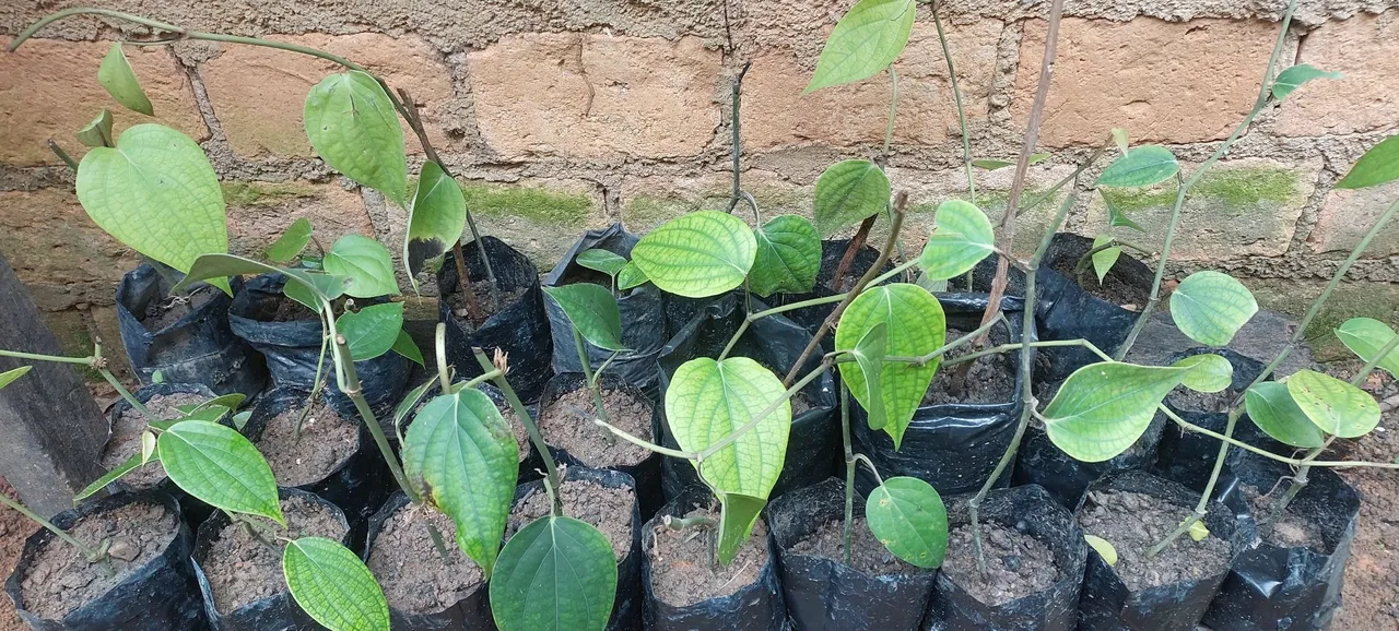 Mudas de: café, açaí, acerola,pimenta do reino,cupuaçu,araçá,