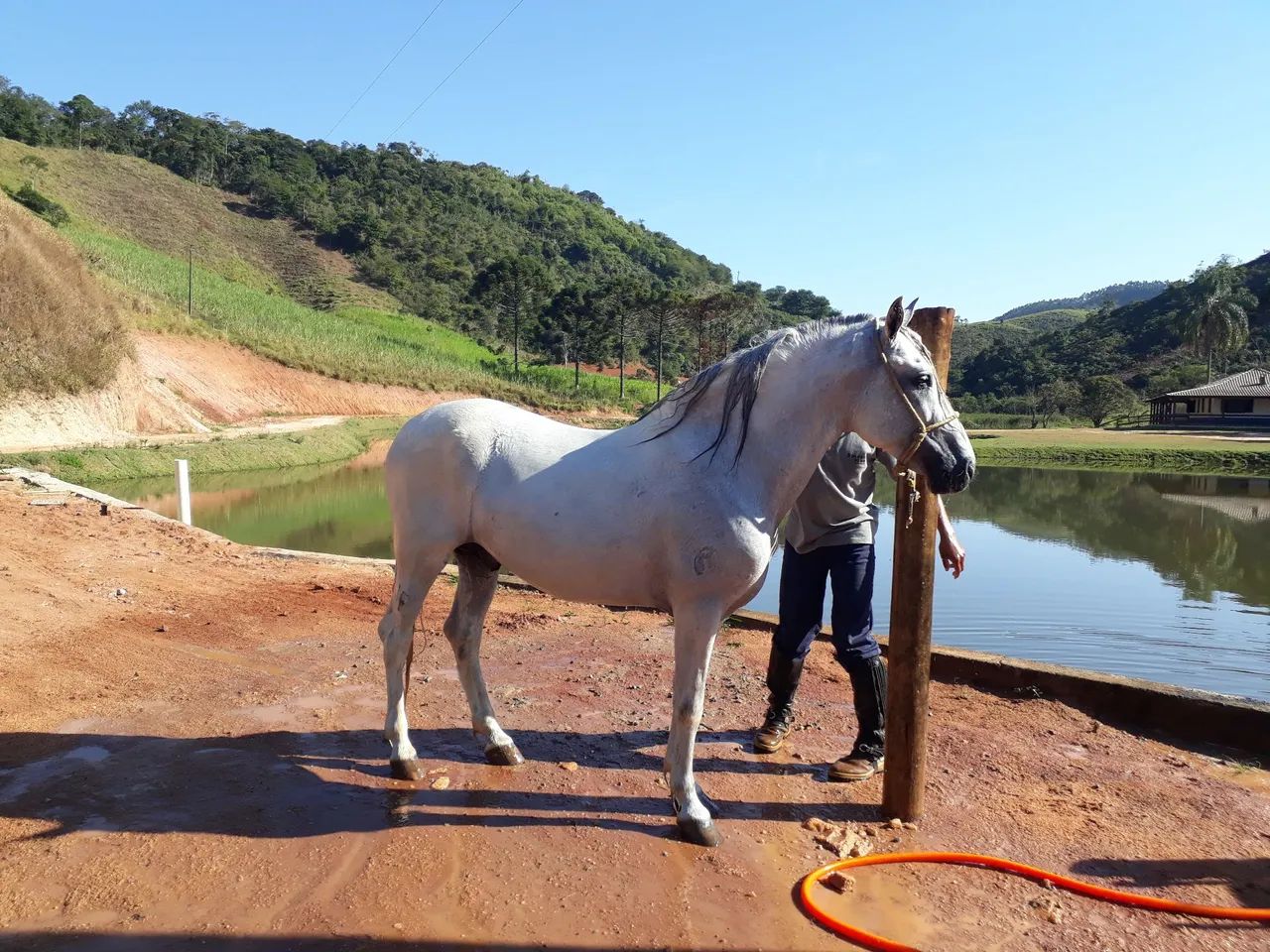 Cobertura, Semem Garanhao FAVACHO URANIO, mangalarga marchador - Foto 3