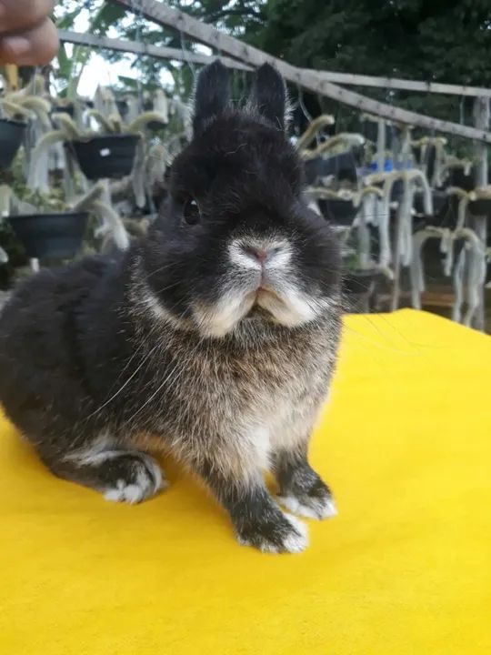 Coelho anão importado padrão show  - Foto 5