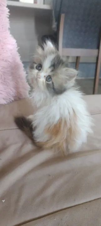 Linda gatinha tricolor! - Foto 2