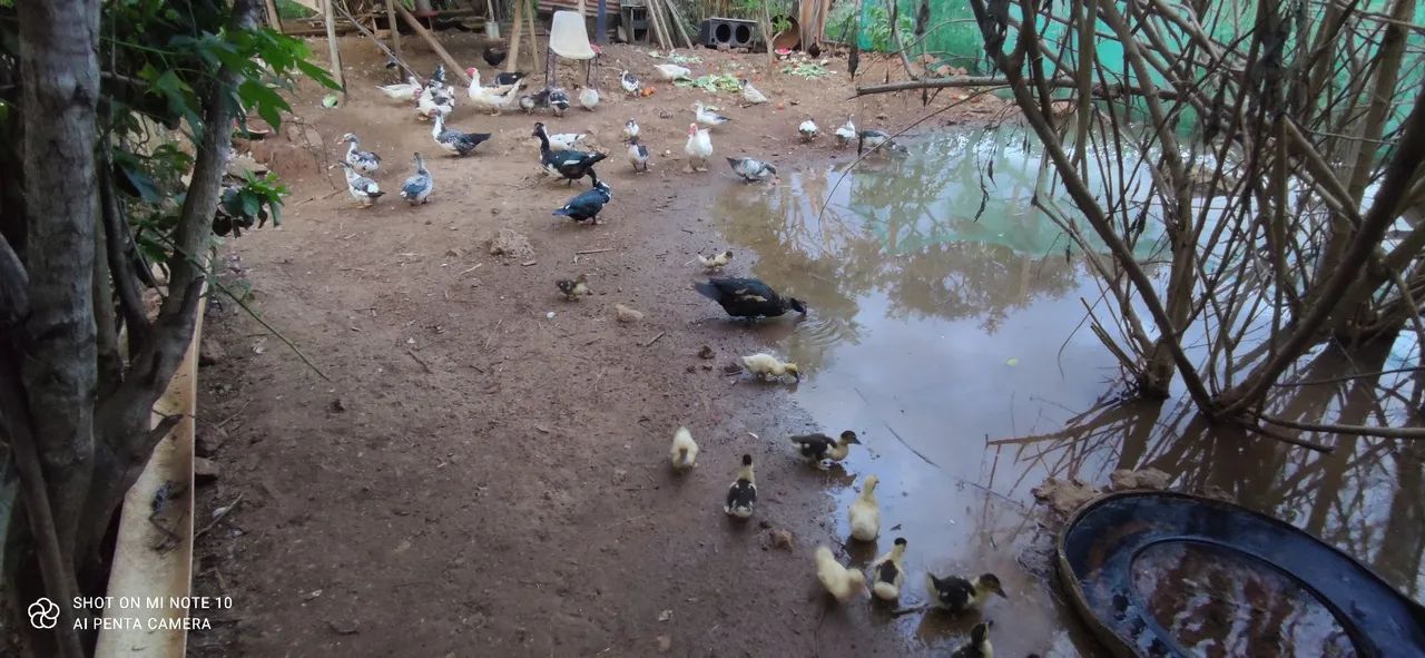 Pintinhos caipira  - Foto 5