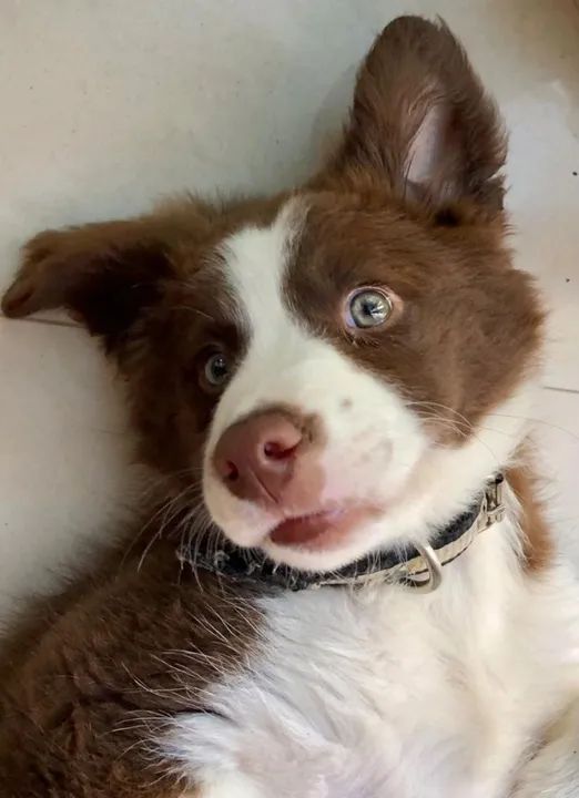 Border Collie Filhotes Lindos na Cor Red - Foto 3