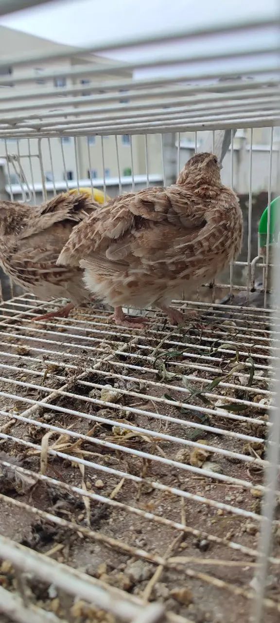 Gaiola p/Codornas  - Foto 4